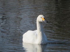 Cygnus columbianus bewickii
