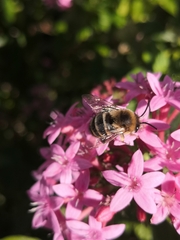 Amegilla quadrifasciata maderae