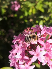 Amegilla quadrifasciata maderae