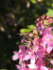 Amegilla quadrifasciata maderae