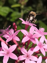 Amegilla quadrifasciata maderae