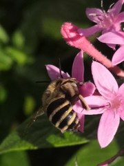 Amegilla quadrifasciata maderae