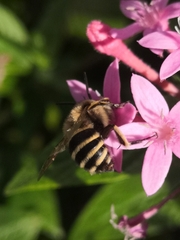 Amegilla quadrifasciata maderae