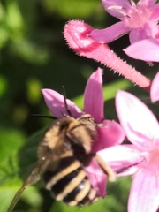 Amegilla quadrifasciata maderae