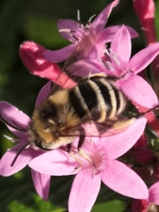 Amegilla quadrifasciata maderae