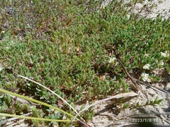 Pimelea lyallii