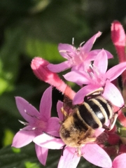 Amegilla quadrifasciata maderae