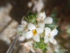 Pimelea lyallii