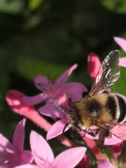 Amegilla quadrifasciata maderae