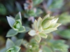 Pimelea lyallii