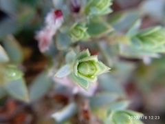 Pimelea lyallii