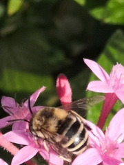 Amegilla quadrifasciata maderae
