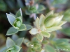 Pimelea lyallii