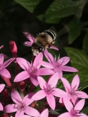Amegilla quadrifasciata maderae