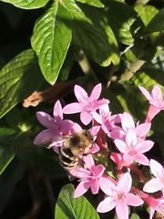 Amegilla quadrifasciata maderae