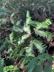 Dicranopteris