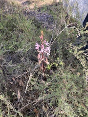 Dipodium pardalinum