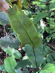 Diplazium donianum