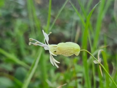 Silene vulgaris