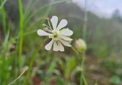Silene vulgaris