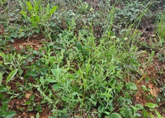 Silene vulgaris