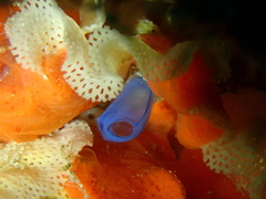 Rhopalaea