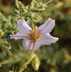 Solanum hoplopetalum