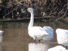 Cygnus columbianus bewickii