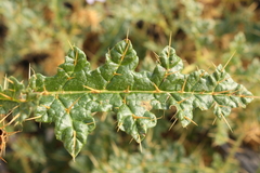 Solanum hoplopetalum
