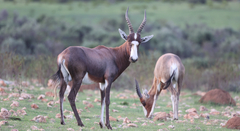 Damaliscus pygargus phillipsi