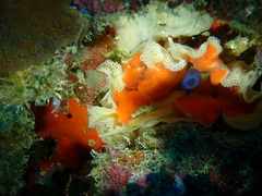 Rhopalaea
