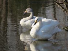 Cygnus columbianus bewickii