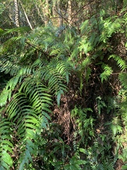 Gymnosphaera podophylla