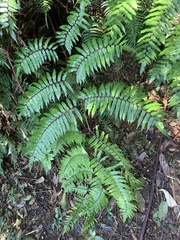 Gymnosphaera podophylla