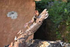 Microporus xanthopus