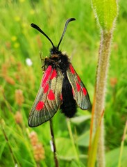 Zygaena exulans
