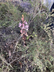 Dipodium pardalinum