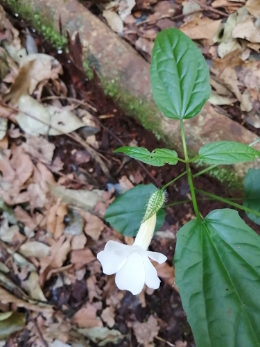 Thunbergia usambarica image