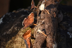 Microporus xanthopus