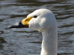 Cygnus columbianus bewickii