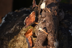 Microporus xanthopus
