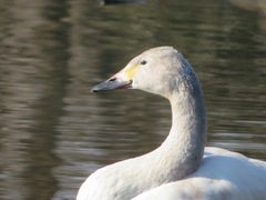 Cygnus columbianus bewickii
