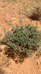 Argyrolobium uniflorum