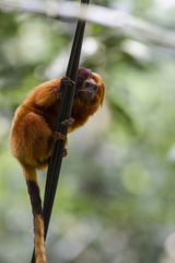 Leontopithecus rosalia