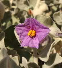 Solanum lasiophyllum