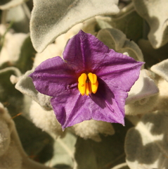 Solanum lasiophyllum