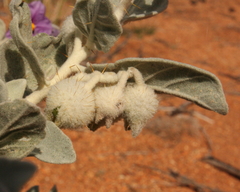 Solanum lasiophyllum