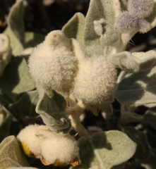 Solanum lasiophyllum