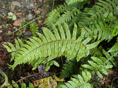 Cranfillia deltoides