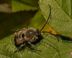 Eucera longicornis